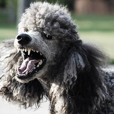 Microsoft Bites Back with Fix to POODLE SSL Vulnerability