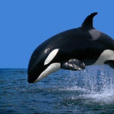 Business Executives are Targeted with Whaling Scams