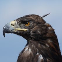 Police Recruit Eagles to Take Out Illegal Drones... Seriously